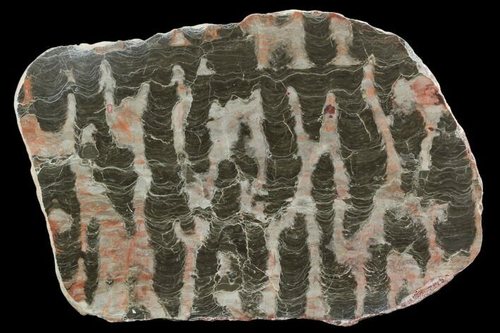 Polished Stromatolite (Inzeria) Slab - Million Years #130647
